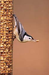 Peanut Feeder