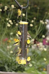 Finch feeder