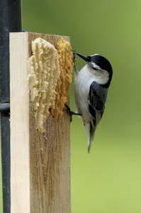 Bark Butter Feeder