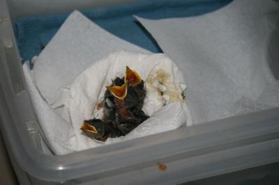 Baby Birds