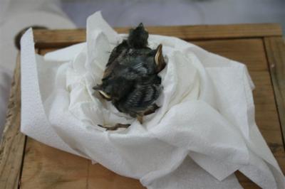 Baby Birds 3