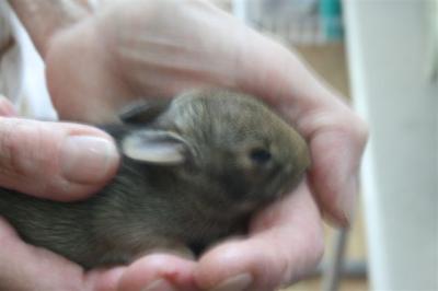 Baby Bunny