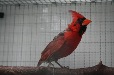 Cardinal