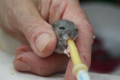 Mouse