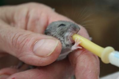 Mouse 8