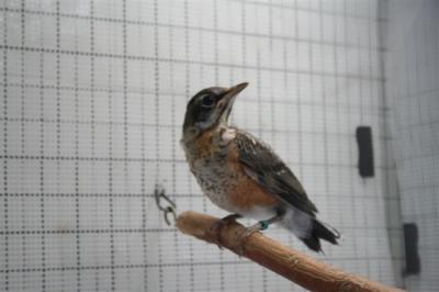 Robins 2