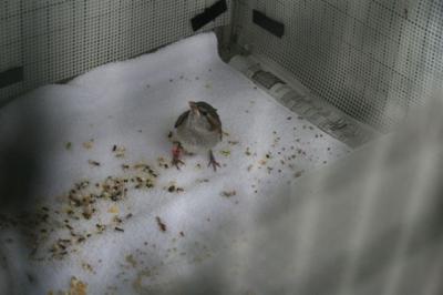 Sparrow