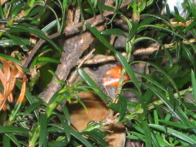 Baby in nest