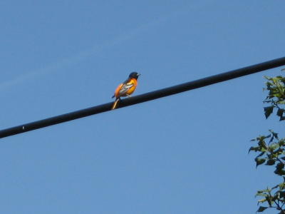 Baltimore Oriole