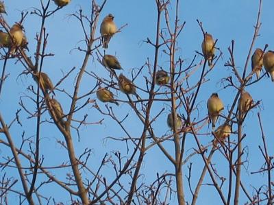 Cedar waxwings