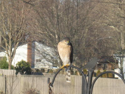 Hawk Visit 2