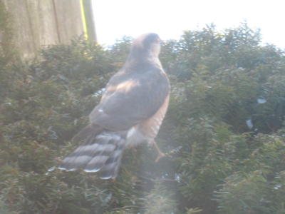 Hawk Visit 3