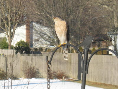 Hawk Visit