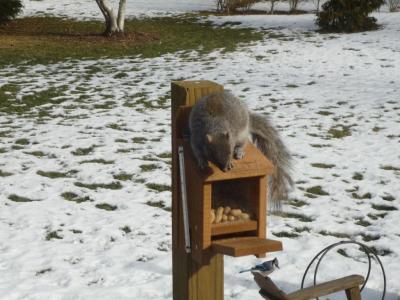 Squirrel Munch 2