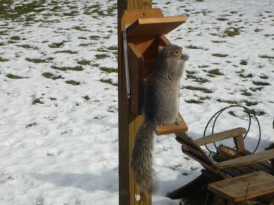 Squirrel Munch