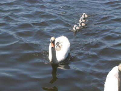 Swan