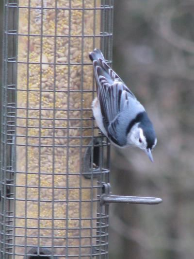 Nuthatch