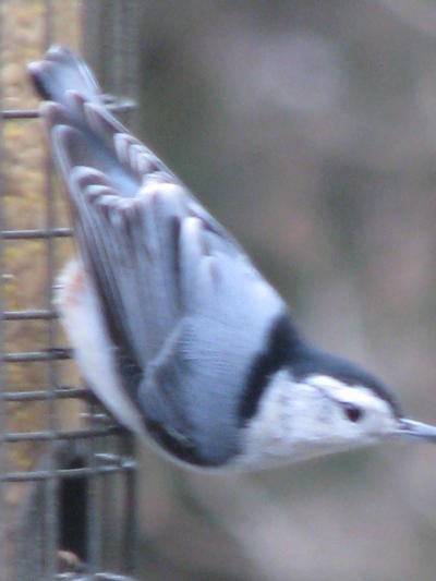 Nuthatch 2