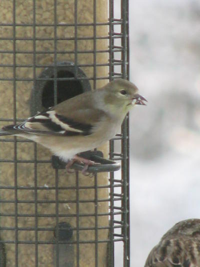Winter Goldfinch