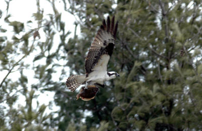Osprey