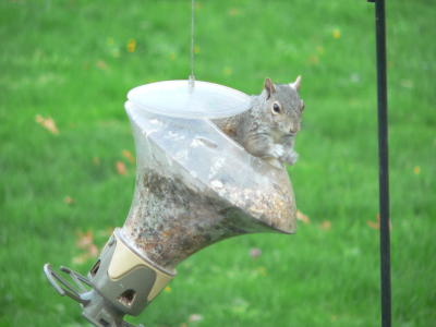 Squirrel Fdr