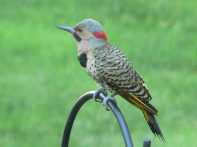Flicker