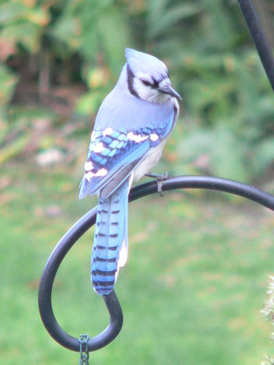 Blue Jay