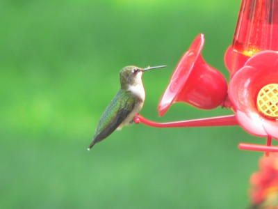 Hummingbird
