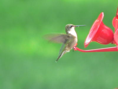 Hummingbird 2