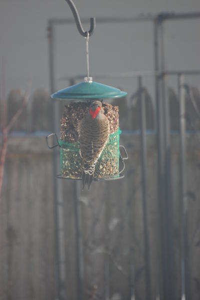 Flicker 2