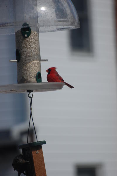Cardinal 2