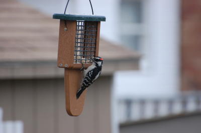 Downey 2