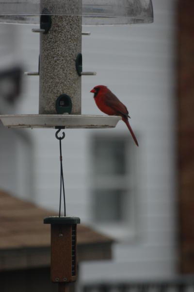 Cardinal 3