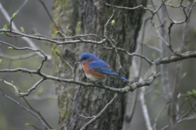 Bluebird