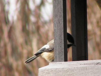 Chickadee