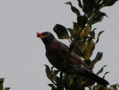 Robin