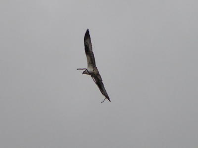 Osprey