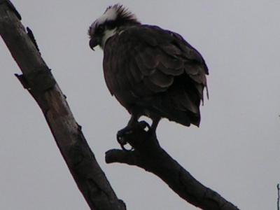 Osprey