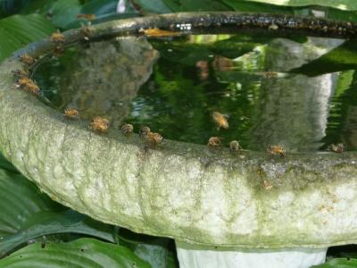 Thirsty Bees