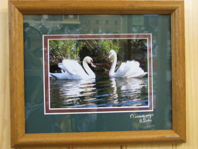 Donna Swans