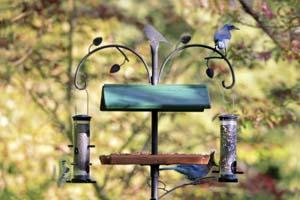 Birdacious Treat Tray