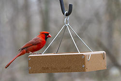 Northern Cardinal on a Tray Feeder