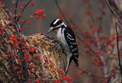 Hairy Woodpecker