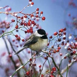 Chickadee