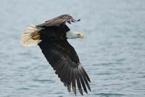 Eagle in flight over water